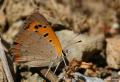 Lycaena phlaeas (Beneklibakırgüzeli)